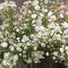 Picture of YSBER 10Pcs Baby Breath/Gypsophila Artificial Fake Silk Plants Wedding Party Decoration Real Touch Flowers DIY Home Garden(White)