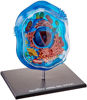 Picture of Famemaster 4D-Science Animal Cell Anatomy Model