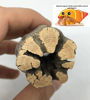 Picture of Awesome Aquatic Natural Cholla/Choya Wood 3 Pieces 6 for Shrimp Habitat and Food Treat Hermit Crabs Plecos Aquarium Decoration Lowers pH Hideouts and Chew Toys Reptiles Thorn Free Dried Organic