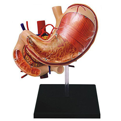 Picture of Famemaster 4D-Vision Human Stomach Anatomy Model