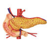 Picture of Famemaster 4D-Vision Human Stomach Anatomy Model