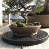 Picture of Mighty Mini Bonsai Tree Turntable 12.5" Base Stainless Steel Ball Bearings. Low Cost 200-Pound Capacity 360-Degree Rotation Allows Easy Pruning Or Great Bonsai Tree Displays