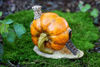 Picture of Top Collection Enchanted Story Garden and Terrarium Pumpkin Fairy House Outdoor Decor