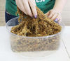 Picture of Sphagnum Moss 12 Liters New Zealand AAA Grade 150 Gram Bale