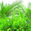 Picture of Jobe's 05101 Fern & Palm Fertilizer Spikes, 30 per Blister Pack