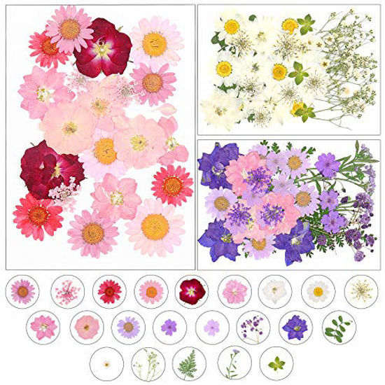 40 PCS Dried Pressed Flowers for Crafts, Pressed Flowers Mixed Pack, Dry  Pressed Flower Art, Dried Flower Wedding, Card Making, Scrapbooking 