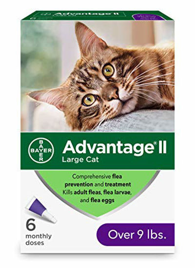 Advantage ii flea treatment for large best sale cats over 9 lbs