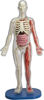 Picture of SmartLab Toys Squishy Human Body, Multicolor, Standard