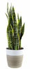 Picture of Costa Farms Snake, Sansevieria White-Natural Decor Planter Live Indoor Plant, 12-Inch Tall, Grower's Choice, Green, Yellow