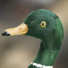 Picture of Factory Direct Craft Feathered Artificial Mallard Duck for Indoor Decor