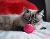 Picture of Pet Qwerks Cat Babble Ball with Catnip Infused, Interactive Cat Toy