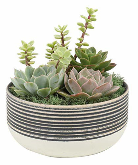 Picture of Costa Farms Succulents Fully Rooted Live Indoor Plant, 6-Inch Garden, in Ceramic Décor Planter