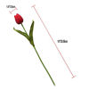 Picture of Mandy's 28pcs Multicolor Artificial Latex Tulips for Party Home Wedding Decoration