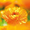 Picture of Weleda Calendula Soap, 1 Pack