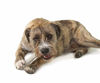 Picture of Petstages Chick-A-Bone Dog Chew Toy, Medium