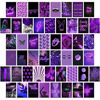 Picture of Purple Wall Collage Kit Aesthetic Pictures, Bedroom Decor for Teen Girls, Wall Collage Kit, Collage Kit for Wall Aesthetic, VSCO Girls Bedroom Decor, Aesthetic Posters, Collage Kit (50 Set 4x6 inch)