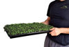 Picture of Microgreen Trays No Holes, 10 Pack, Extra Strength Black Shallow 1020 Tray Grow Microgreens Wheatgrass Fodder Sprouting Plants