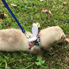 Picture of Ferret Harness and Leash Adjustable, Blue Sakura Cotton Cloth Ferret Walking Vest, Soft and Breathable Ferret Lead Leash with Angel Wings and Safe Bell