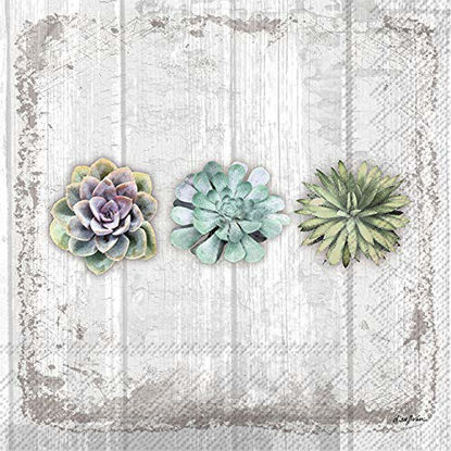 Picture of Boston International IHB 3-Ply Paper Napkins, 20-Count Cocktail Size, Succulents Still