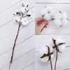 Picture of CEWOR 20pcs Cotton Stems, Fake Cotton Flowers Dried Cotton Picks Stalks Plants, Artificial Cotton Floral Stems Faux Farmhouse Decorations for Vase Home Decor