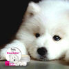 Picture of The Blissful Dog Samoyed Unscented Nose Butter - Dog Nose Butter, 0.15 Ounce