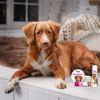 Picture of The Blissful Dog Nova Scotia Duck Tolling Retriever Nose Butter - Dog Nose Butter, 0.15 Ounce