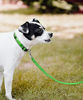 Picture of Joytale Reflective Nylon Dog Leash, Padded Handle Dogs Leashes for Walking,Training Lead for Large, Medium Dogs, 4FT,Green