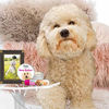 Picture of The Blissful Dog Goldendoodle Unscented Nose Butter - Dog Nose Butter, 0.50 Ounce