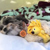 Picture of SmartPetLove Tender-Tuffs - Tiny (Yellow Hedgehog)