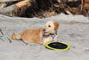 Picture of Nerf Dog Tire Flyer Dog Toy, Frisbee, Lightweight, Durable and Water Resistant, Great for Beach and Pool, 10 inch Diameter, for Medium/Large Breeds, Single Unit, Green