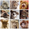 Picture of PETLESO Lion Mane Costume for Cats Dogs - Dog Cat Costume Hat for Pets