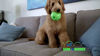 Picture of Bark N Bounce: The Interactive Dog Toy Ball That Bounces and Laughs, Engaging Your Dog's Natural Instincts (Large 6.5 inches- Dogs Above 30lbs)