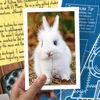 Picture of UNSOLVED CASE FILES | Honey The Bunny - A Family-Friendly Mystery Case to Solve