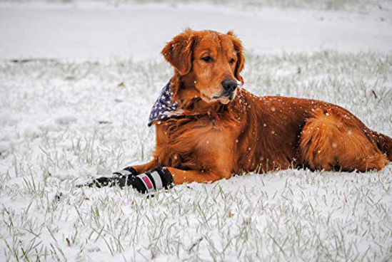 Neoprene 2024 dog boots