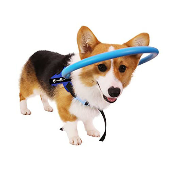 Blind collar for outlet dogs