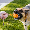 Picture of Runball Outdoor Interactive Dog Rope Toy, Ball on a Rope Lure Toy for Training, Exercise, Agility, Chase, Pull, and Tug of War, 10 ft Rope, 2.75 Inches Rubber Orange Ball, for Medium and Large Dogs