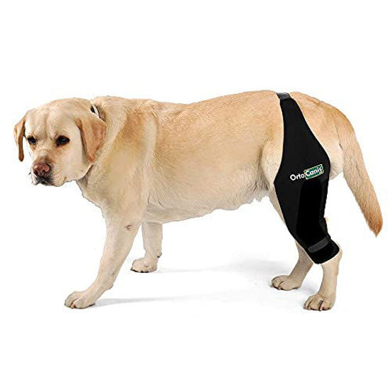 Ortocanis dog best sale knee brace