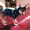 Picture of KOOLTAIL Plaid Dog Hoodie Pet Clothes Sweaters with Hat