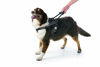 Picture of Sherpa Dog Harness with Built in Leash, Black, Medium, Model Number: SPT77723