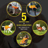 Picture of Dog Safety Reflective Vest (5 Sizes,X-Small) - High Visibility for Outdoor Activity Day and Night, Keep Your Dog Visible, Safe from Cars & Hunting Accidents | Blaze Orange by 4LegsFriend