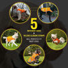 Picture of Safety Reflective Dog Vest (5 Sizes, Small) - High Visibility for Outdoor Activity Day and Night Keep Your Dog Visible, Safe from Cars & Hunting Accidents | Blaze Orange by 4LegsFriend