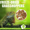 Picture of 3OZ Freeze Dried grasshopper Reptile Food For Turtles, Bearded Dragon, Hedgehog ,Lizard, Chameleon, Birds