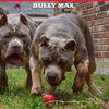 Picture of Bully Max Long Lasting Dog Chew Toy for Aggressive Chewers, Large Dogs, Puppies. Pit Bull Toys Guaranteed to Last. Cleans Your Dog's Teeth & Improves Mental Health.