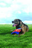 Picture of ChuckIt! Flying Squirrel Spinning Dog Toy, (Orange/Blue), Multicolor, Medium (10 in x 10 in) (0511300)