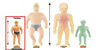 Picture of STRETCH ARMSTRONG 06452 Toy, Multi-Colour, Mini Kids Action Figure Stretch Toy