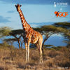 Picture of Sophie The Giraffe x GCF (Giraffe Conservation Foundation) Set