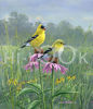 Picture of Hi-Look Inc. HL24066B5 Hautman Brothers Goldfinch (Single Design) Microfiber Cloth