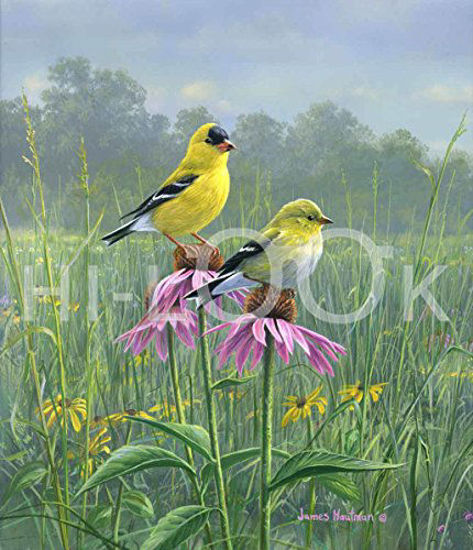 Picture of Hi-Look Inc. HL24066B5 Hautman Brothers Goldfinch (Single Design) Microfiber Cloth