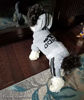 Picture of Idepet Cotton Adidog Dog Hoody Clothes, XL, Gray