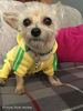 Picture of Idepet Cotton Adidog Dog Hoody Cloth, S, Yellow